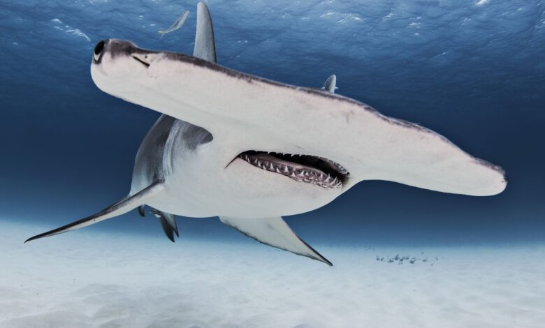 10 animaux plus susceptibles de vous tuer que les requins