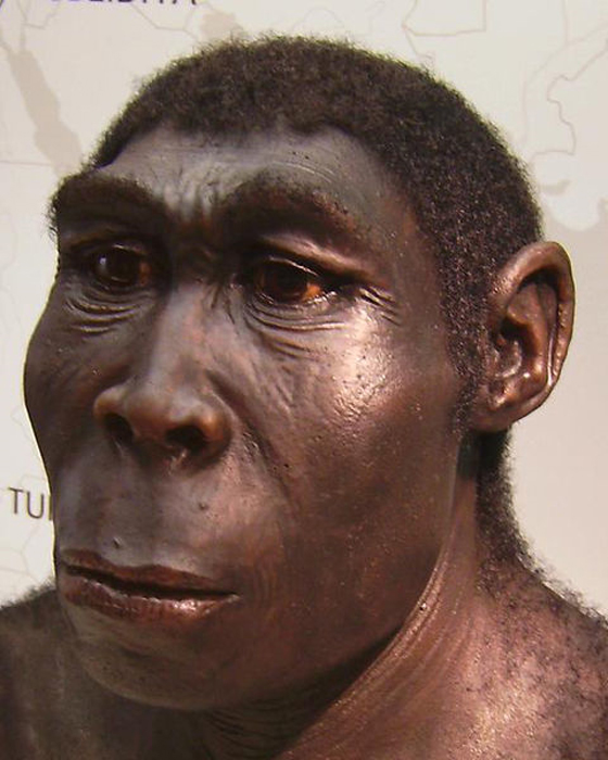 Une reconstruction d'un Homo erectus, exposée au Westfälisches Landesmuseum, Herne, Allemagne. (CC BY-SA 2.5)