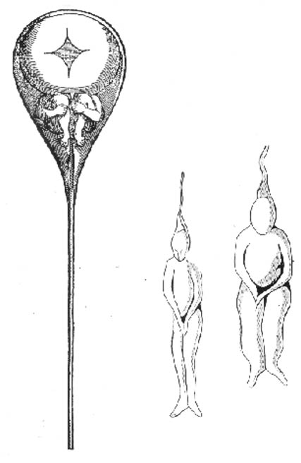 Une petite personne à l'intérieur d'un spermatozoïde comme l'a dessiné N. Hartsoecker en 1695 