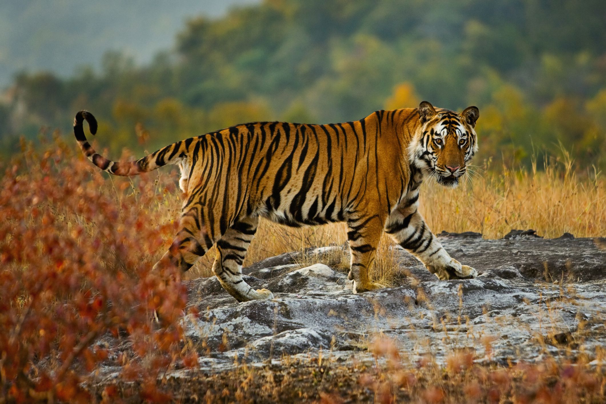 8 Faits tonnants sur les tigres du  Bengale  Troovez com