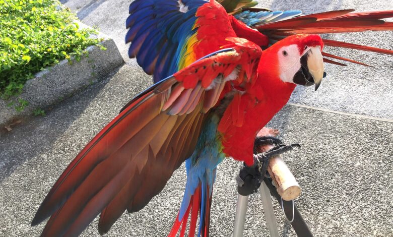 Corriger les mauvais comportements des oiseaux de compagnie