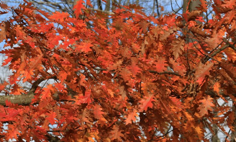 Des chênes pour le feuillage d'automne