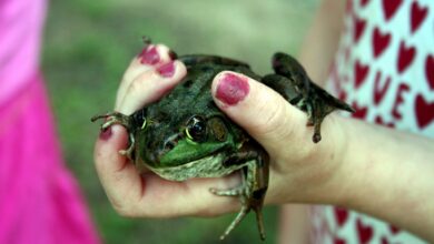 Grosseurs de grenouilles, bosses et croissances