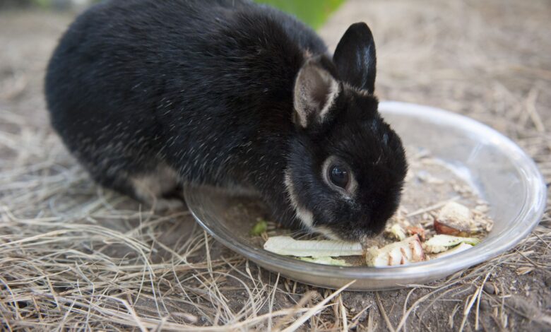 Que faire si votre lapin de compagnie arrête de manger