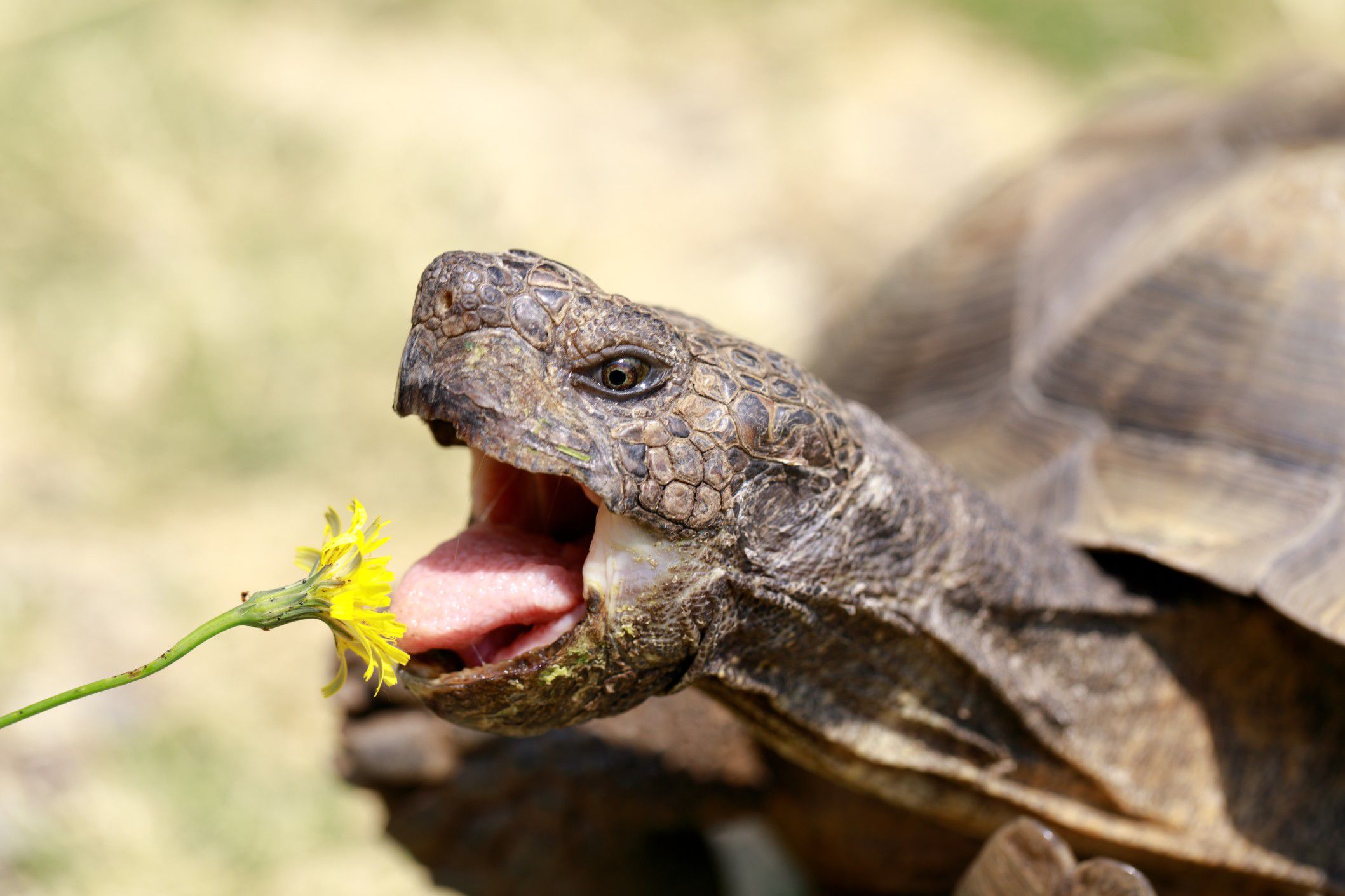 Quels sont les aliments que mangent les reptiles ?  Troovez.com