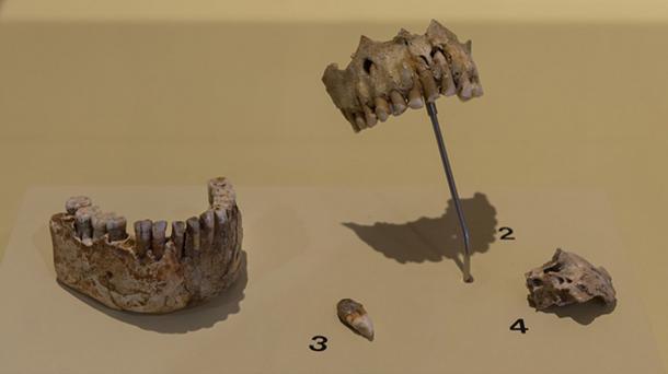 L'étude des dents de Néandertal a montré que les Néandertaliens mangeaient des plantes. (Thilo Parg / CC BY-SA 4.0)