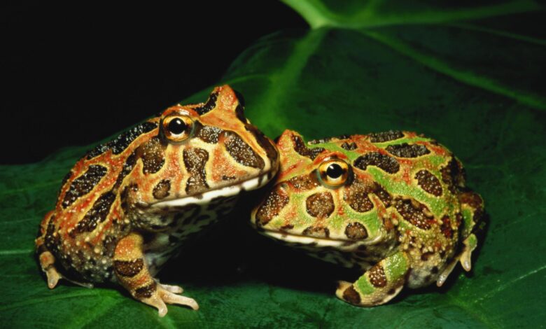 Un guide pour prendre soin des grenouilles pacman en tant qu'animaux de compagnie