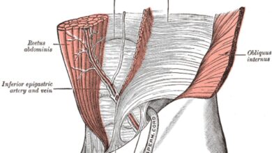 Votre force principale et le muscle transverse de l'abdomen