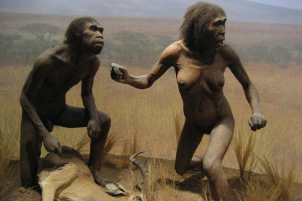 NYC Spitzer Hall of Human Origins - Homo Ergaster, datant de 2 millions d'années.